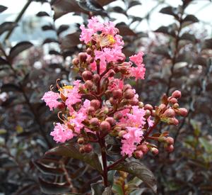 EBONY ROSE CRAPEMYRTLE