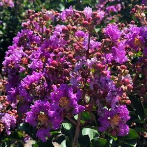 PURPLE POP™ CRAPEMYRTLE