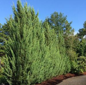 BLUE SPIRES™ JUNIPER