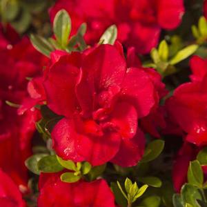 AUTUMN BONFIRE® ENCORE® AZALEA