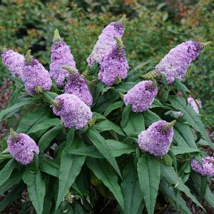 PUGSTER® AMETHYST BUTTERFLY BUSH