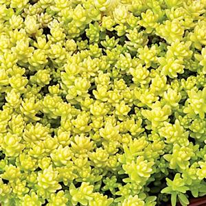 GOLDEN ACRE SEDUM