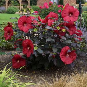 SUMMERIFIC® HOLY GRAIL HARDY HIBISCUS