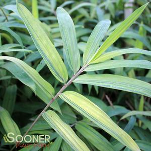 DWARF GREENSTRIPE RUNNING BAMBOO