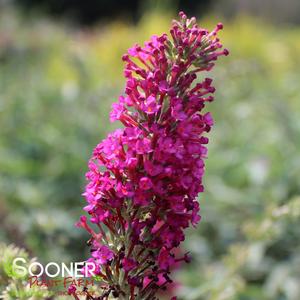 MONARCH® QUEEN OF HEARTS BUTTERFLY BUSH