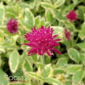 THUNDER AND LIGHTNING KNAUTIA