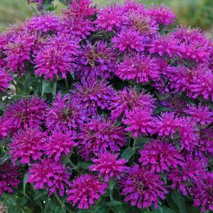 SUGAR BUZZ® GRAPE GUMBALL BEEBALM