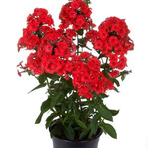 FLAME® RED GARDEN PHLOX