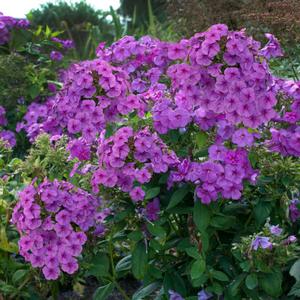 FLAME® PURPLE GARDEN PHLOX