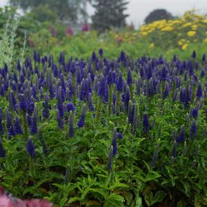 MAGIC SHOW® ENCHANTED INDIGO SPEEDWELL