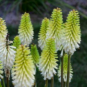 LADY LUCK RED HOT POKER