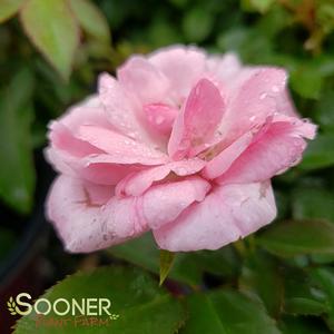 EASY ELEGANCE® PINKTOPIA ROSE