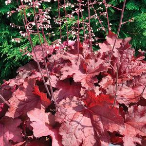 MAGMA CORAL BELLS