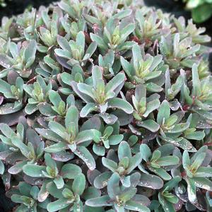 MARINA SEDUM