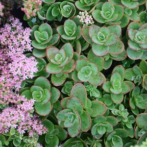 SUNSPARKLER® LIME ZINGER SEDUM