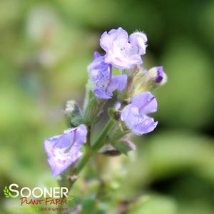 PURRSIAN BLUE CATMINT