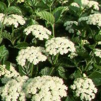 CHICAGO LUSTRE® VIBURNUM