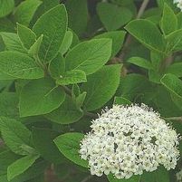 EMERALD TRIUMPH VIBURNUM