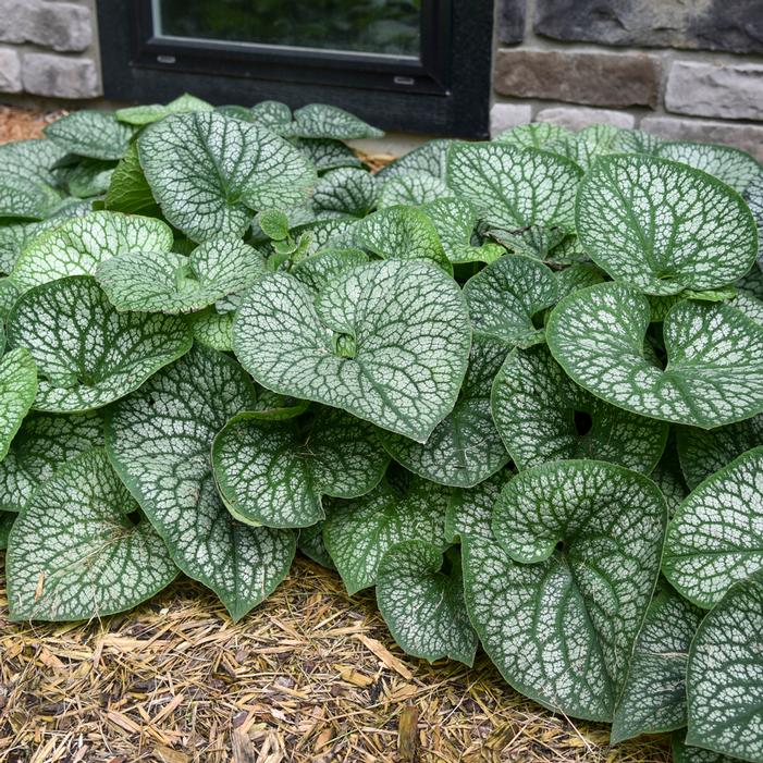 JACK OF DIAMONDS BRUNNERA