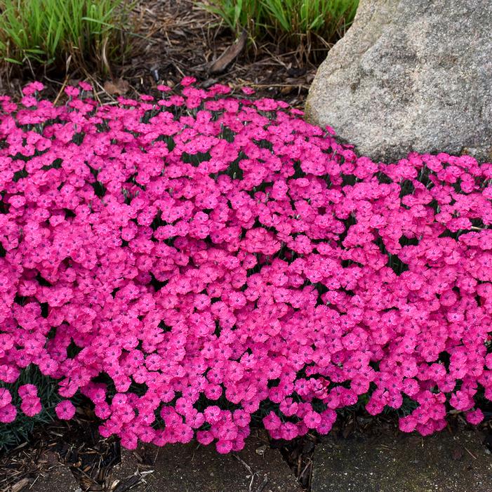 PAINT THE TOWN MAGENTA DIANTHUS