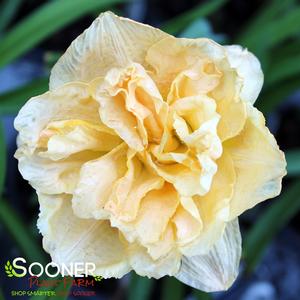 RAINBOW RHYTHM® SILOAM PEONY DISPLAY DAYLILY