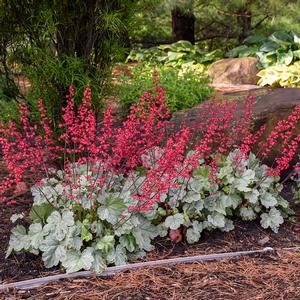 DOLCE® SPEARMINT CORAL BELLS