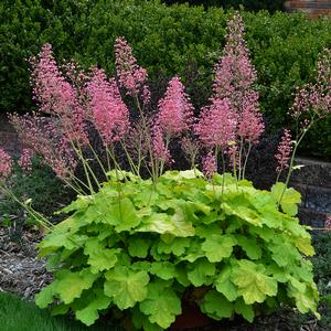 PRIMO® PRETTY PISTACHIO CORAL BELLS