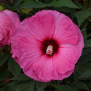 SUMMERIFIC® CANDY CRUSH HARDY HIBISCUS