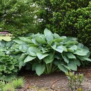 SHADOWLAND® EMPRESS WU HOSTA