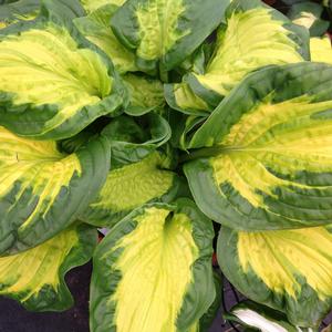 SHADOWLAND® ETCHED GLASS HOSTA