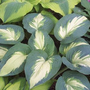 SHADOWLAND® HUDSON BAY HOSTA