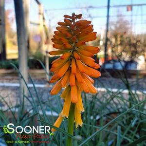 PYROMANIA™ ORANGE BLAZE RED HOT POKER