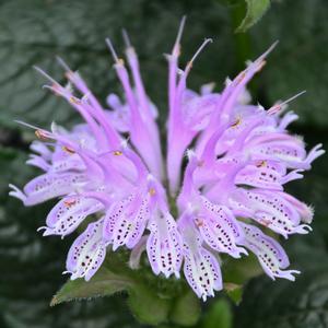 LEADING LADY LILAC BEEBALM