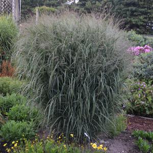 PRAIRIE WINDS® APACHE ROSE SWITCH GRASS