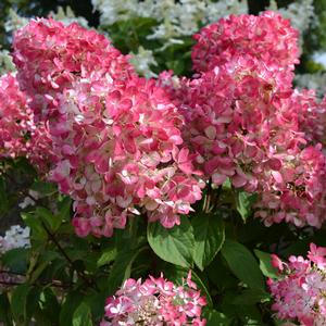 DIAMOND ROUGE® HYDRANGEA