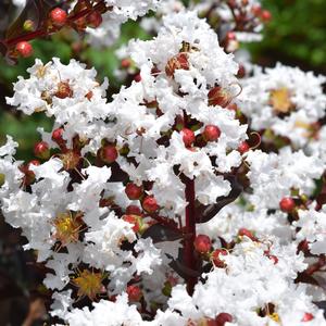 LUNAR MAGIC® CRAPEMYRTLE