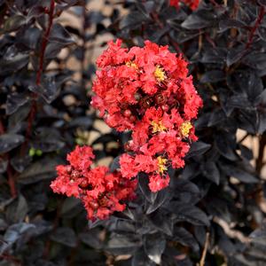 SUNSET MAGIC® CRAPEMYRTLE