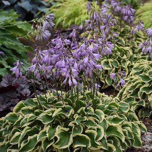 WRINKLE IN TIME HOSTA