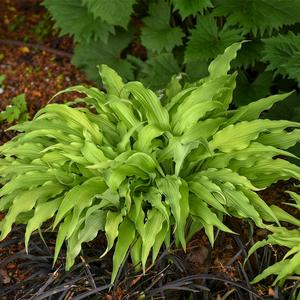 CURLY FRIES HOSTA