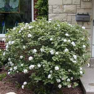 SPICE ISLAND™ VIBURNUM