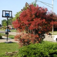 Smoke Trees Online Direct From Sooner Plant Farm Cotinus Coggygria Royal Purple Thumbnail