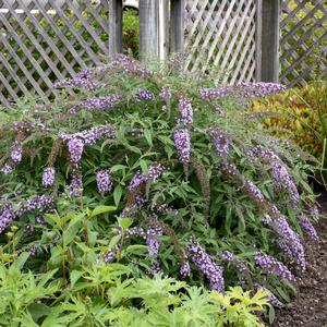 LAVENDER CASCADE BUTTERFLY BUSH