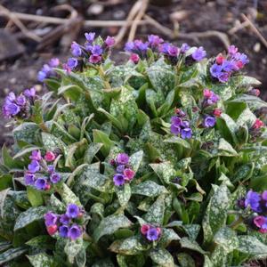 SPOT ON LUNGWORT