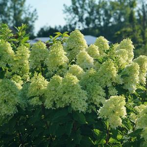 LIMELIGHT PRIME® HYDRANGEA