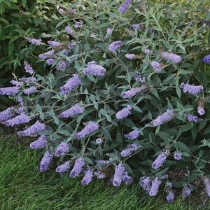 MONARCH® GLASS SLIPPERS BUTTERFLY BUSH