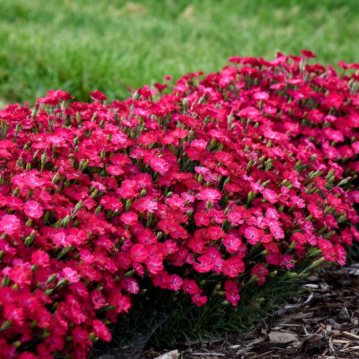 PAINT THE TOWN RED DIANTHUS