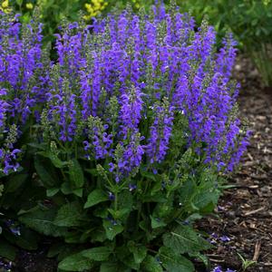 FASHIONISTA® MIDNIGHT MODEL MEADOW SAGE