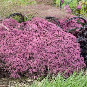 ROSY CHEEKS SEDUM