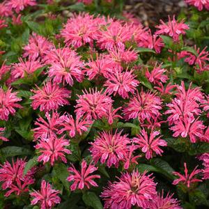 LEADING LADY PINK BEEBALM