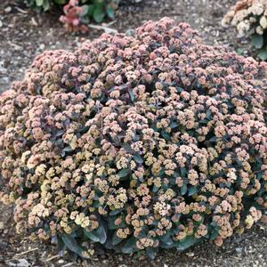 ROCK 'N GROW® TIRAMISU SEDUM